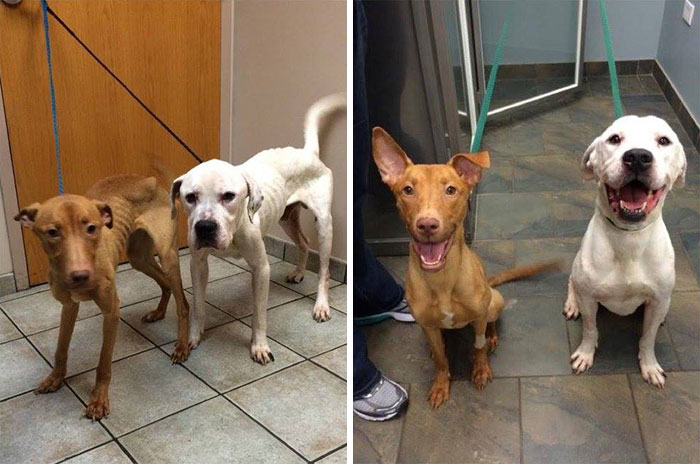 Két kóbor kutyának adták vissza újra az egészségét
