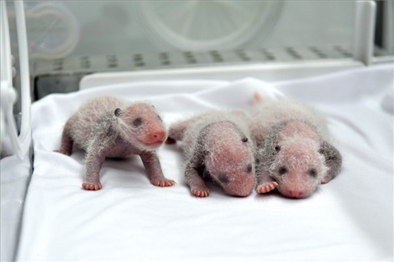 Rekordszámú újszülött panda maradt életben idén