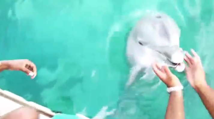 Delfin adta vissza lány óceánba ejtett mobilját– videó