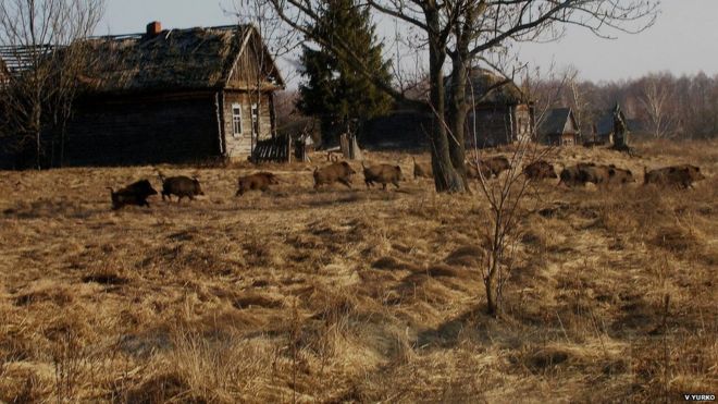 Szaporodnak a vadon élő emlősök Csernobil körzetében