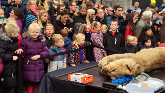 Gyerekek előtt nyilvánosan boncoltak fel egy oroszlánt egy dán állatkertben – sokkoló videó 18+