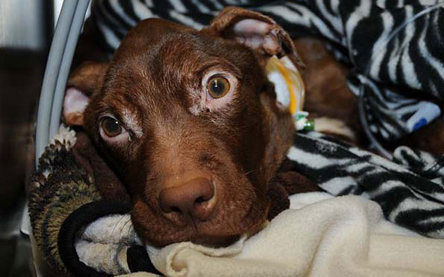Csoda történt az éhhalál küszöbén lévő kutyával – szívszorító képek