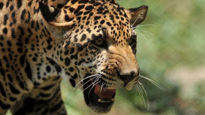 Visszaküldte az állatkert a hím jaguárt, mert az evés jobban érdekelte, mint a párzás