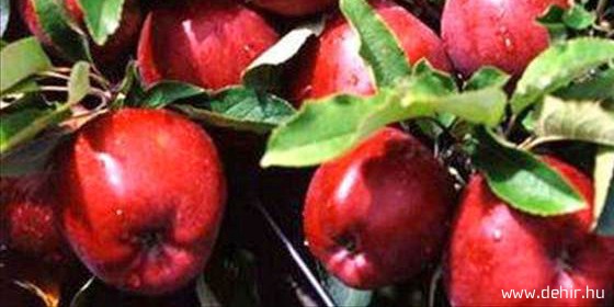 Az alma népszerűsítésével indul az idénytermékek kampánya