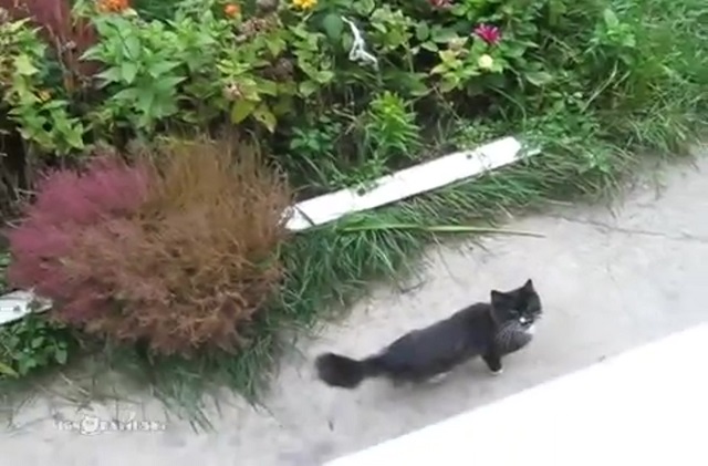 Saját lifttel húzzák fel a cicát, mikor haza akar jönni — videó