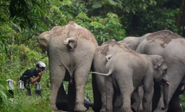 Amikor az elefántok begurulnak- videó