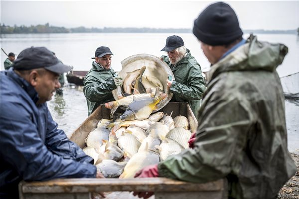 Tatai Öreg-tavi nagy halászat 2015