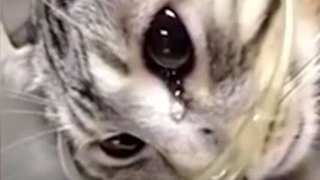 Könnycseppet ejtett a cica, miután megmentették az életét –videó