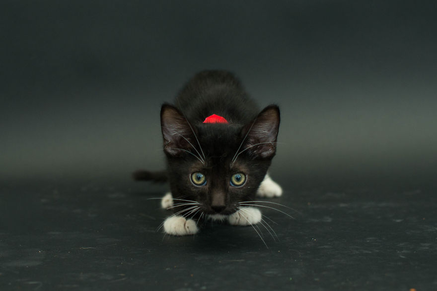 Szépséges képek fekete macskákról
