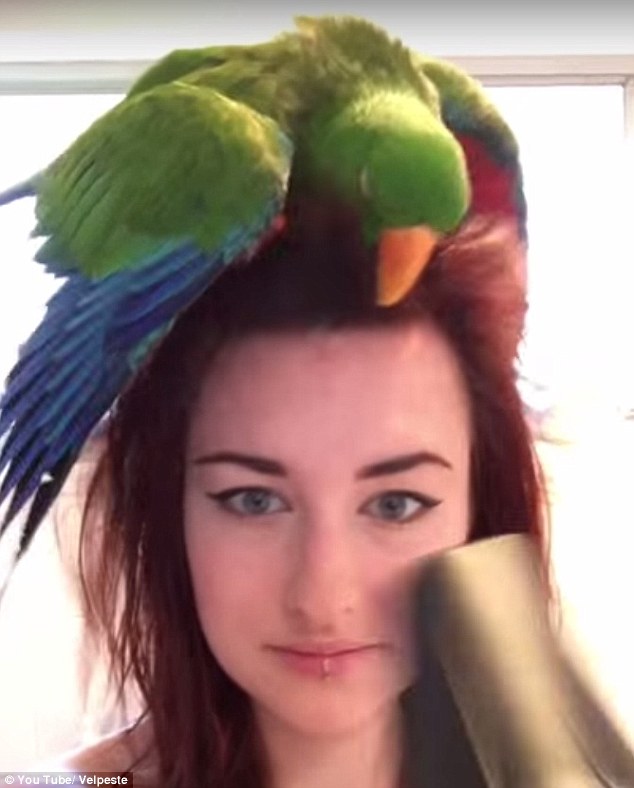 Oliver, a papagáj, aki a hajszárító megszállottja- cuki felvétel