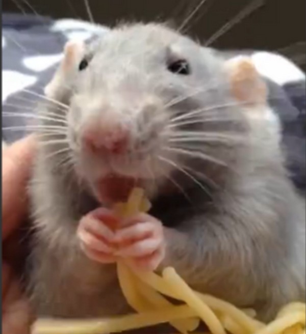 Valóra válik a L’ecsó című mese- videó a cuki spagetti imádó patkányról