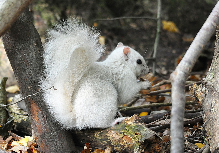 Ritka fehér mókust fotóztak az Egyesült Királyságban