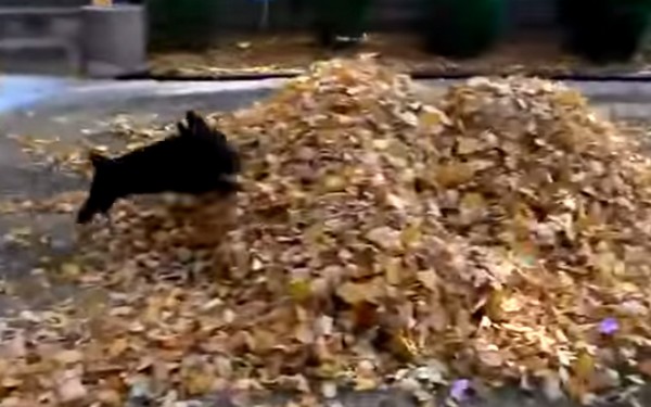 Szeretni való ősz, amit a kutyák se hagynak ki- hatalmas falevél buli- videók