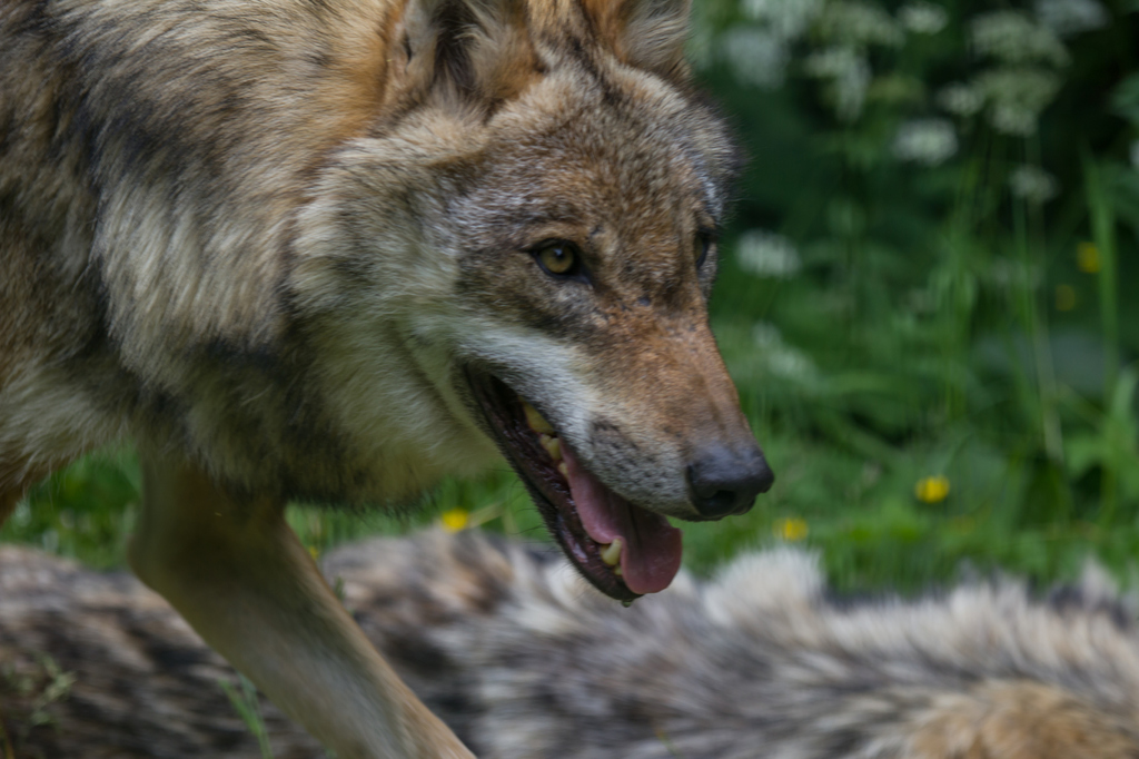 Ismét videóra vették Zselykét, a magyar farkast