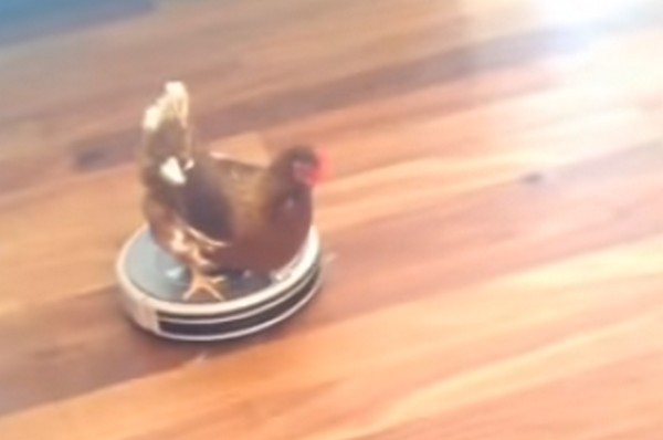 Csirke, aki odavan a porszívós utazásért- videó