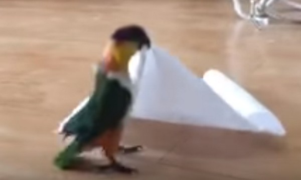 Papagáj, aki megszállottja a papírtörlőnek