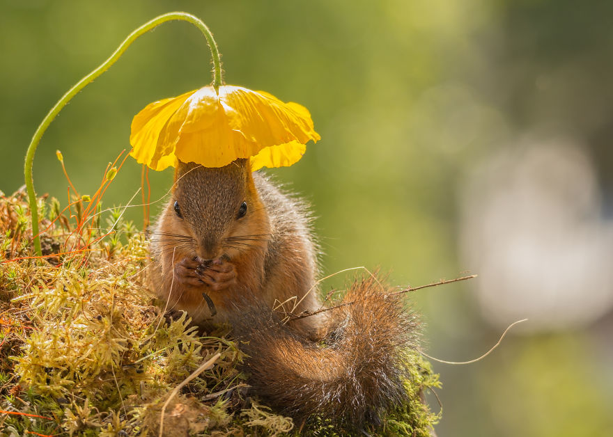 Kreatív és aranyos képek mókusokról