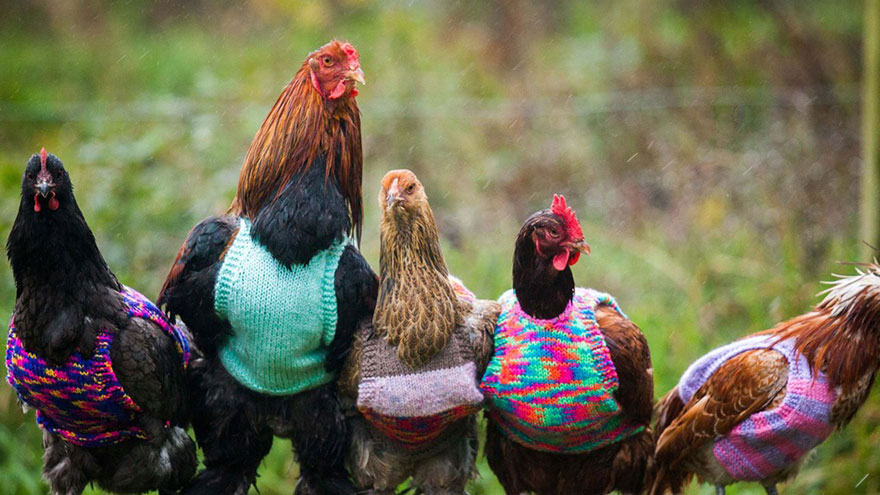 Két nő megmentett csirkéknek köt pulcsikat