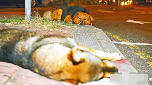 10 órán át őrizte halott társát a hűséges kutya - megrázó fotók 18+