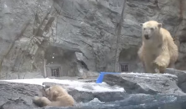 Segítség!!! Így segíti bajba esett bocsán a jegesmaci mama- videó