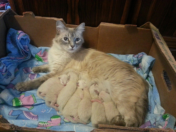 proud-cat-mommies-41__605