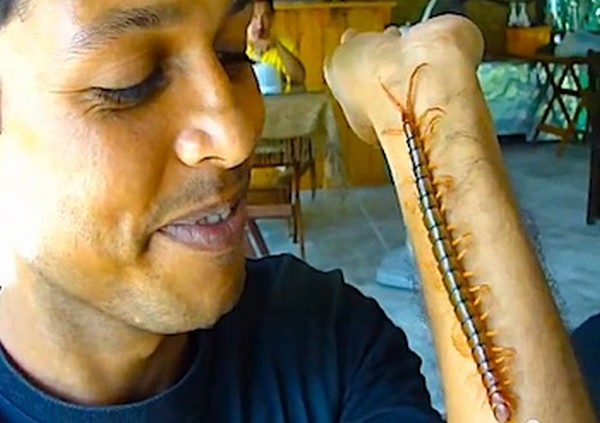 Elképesztő, hogy emberek milyen rovarokat nem mernek magukra vagy a szájukba tenni