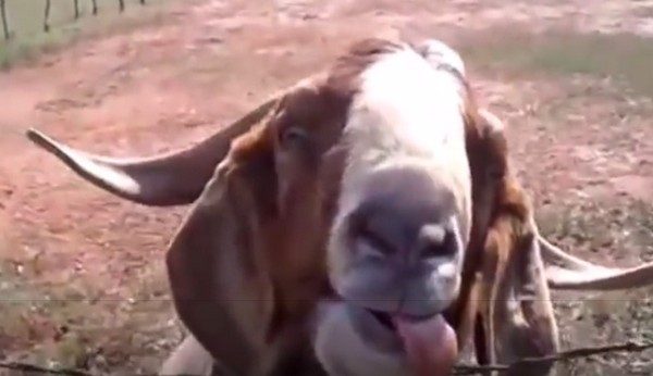 Jópofa állatok, akik nagyon vicces hangokat adnak ki magukból- videók