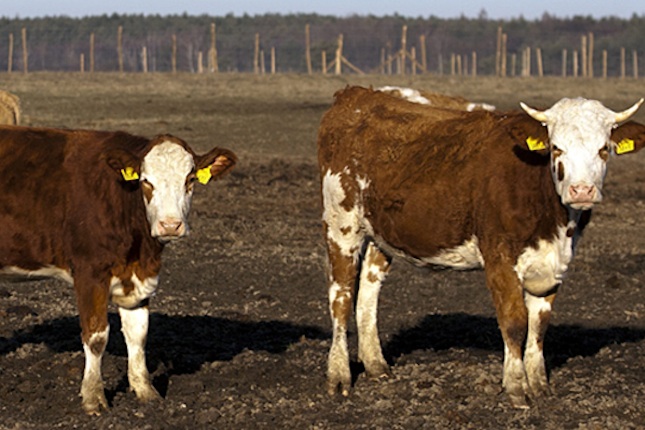 A húsmarhatenyésztés a magyar állattenyésztés sikerágazata