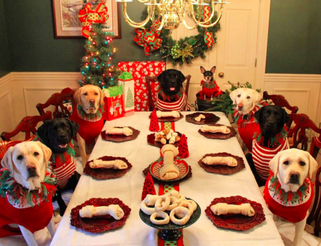 Kutyáikat beöltöztették és karácsonyi asztalhoz ültették őket
