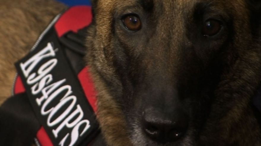 Kiképzett kutyust ajándékoz az USA a francia rendőrségnek Diesel helyett