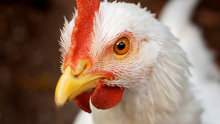 Savas csirke behozatalára adna engedélyt az Európai Unió! - TTIP videó