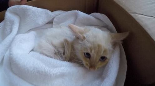 Hóba fagyott élettelen kiscicát mentettek meg – megrázó videó