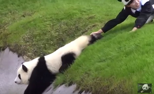 Fiatal panda, aki bajba kerül a játék hevében- videó