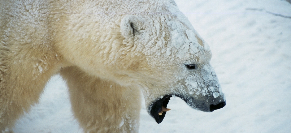polar-bear_colourbox