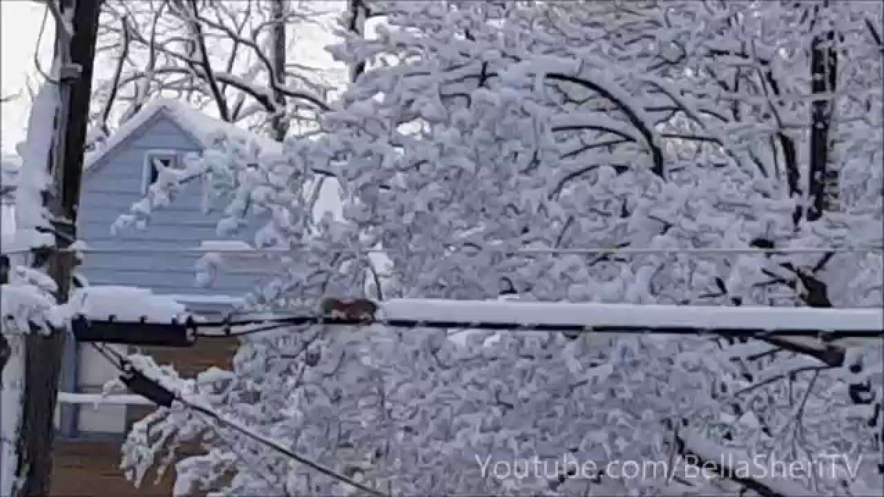 Nagy hóhányó a kis mókus – videó