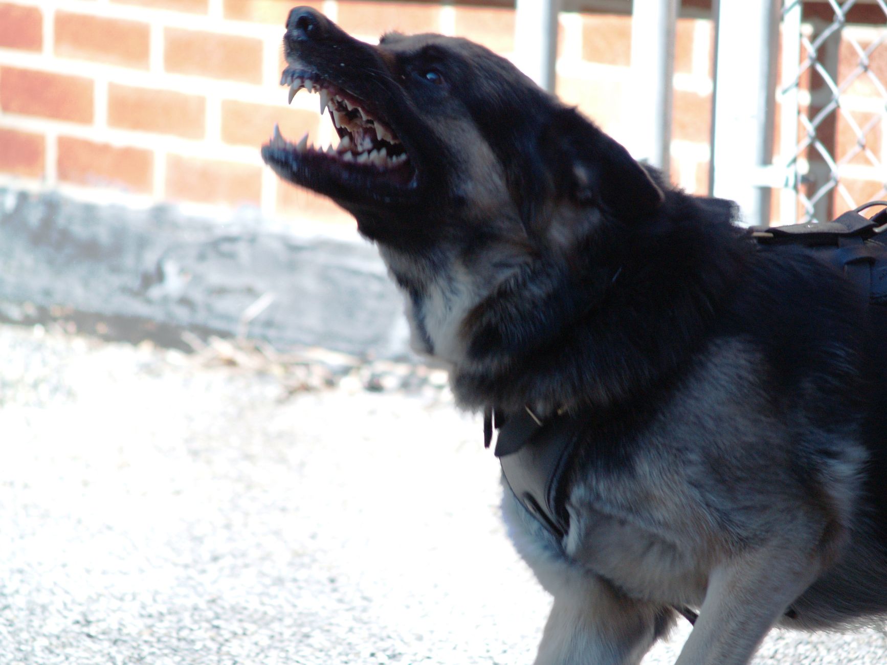 Kutyák tépték szét egy debreceni iskola állatait