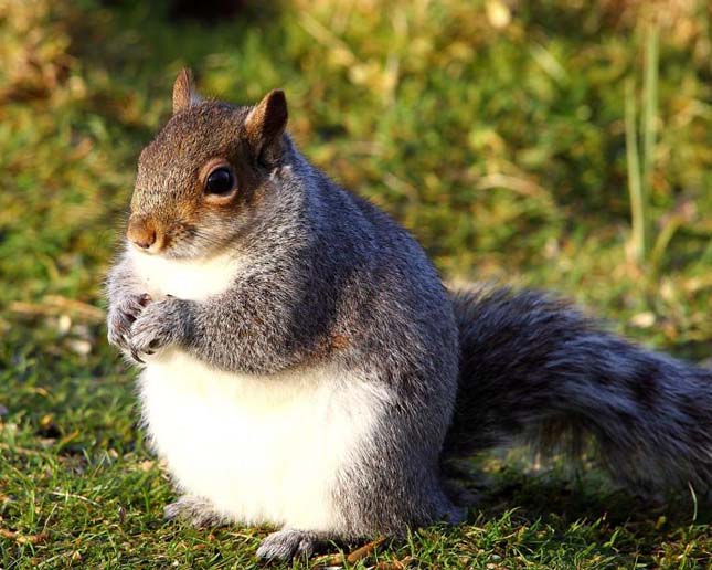 Elhíztak a mókusok világszerte a meleg télben