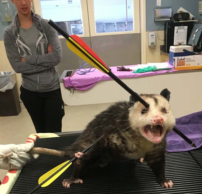 Felkavaró képek a számszeríjjal többször átlőtt, megmentett oposszumról! – 18+