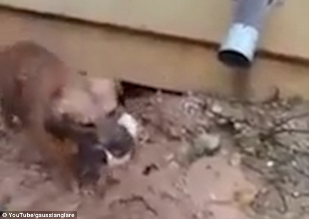 A kutya mama saját életét kockáztatva mentette ki kölykeit - videó