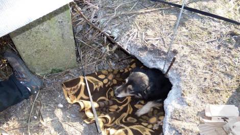 Dögkútba esett kutyusokat mentettek ki Makláron - fotók