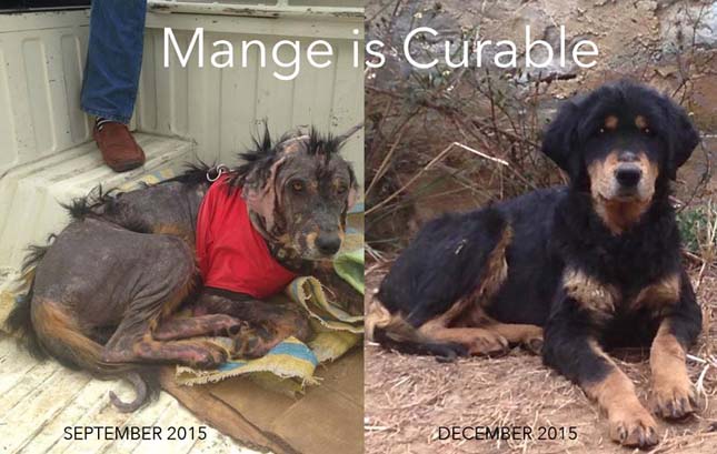 Megmentője talált rá az elhanyagolt kutyára Bhutánban