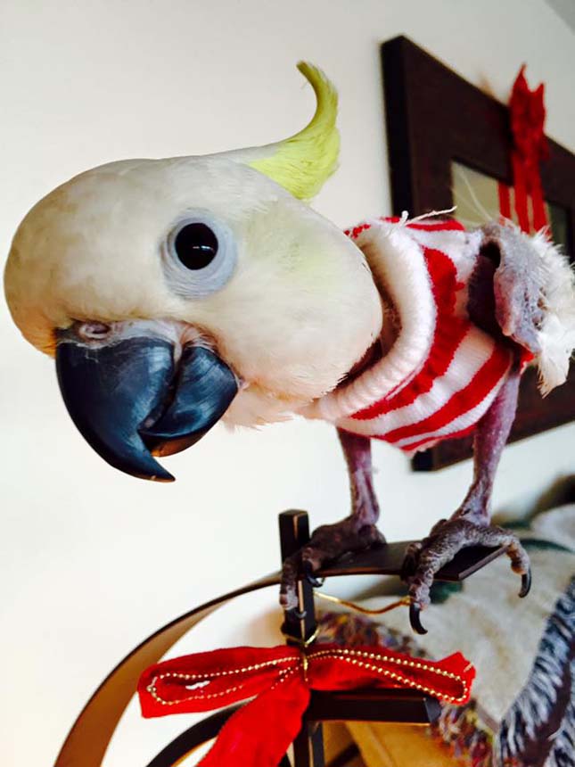 Apró pulóverekkel tartják melegen a depressziós papagájt