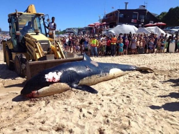 Döbbenet, hogy mi okozta a falánk gyilkos bálna halálát