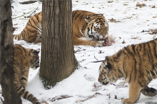 Látványos tigrisetetés a Nyíregyházi Állatparkban