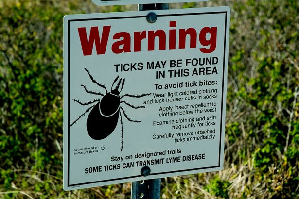Warning-over-lyme-disease-threat-as-plague-of-ticks-expected-to-swarm-into-Britain-this-summer