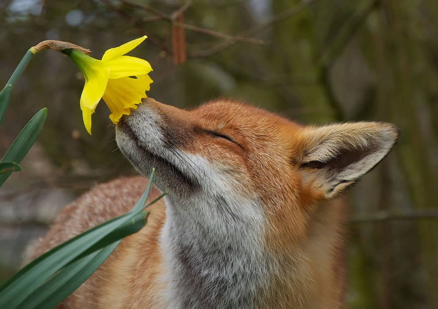 A virágokat szagolgató állatok a legaranyosabbak