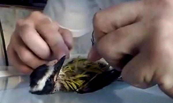 Így kell profi módon madarat újraéleszteni