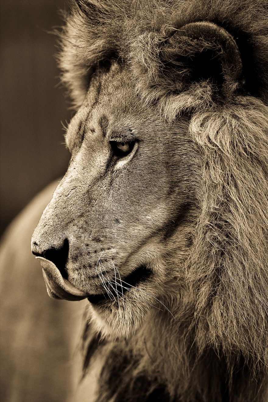 big-cats-ive-spent-10-years-photographing-these-wild-and-loving-creatures-10__880