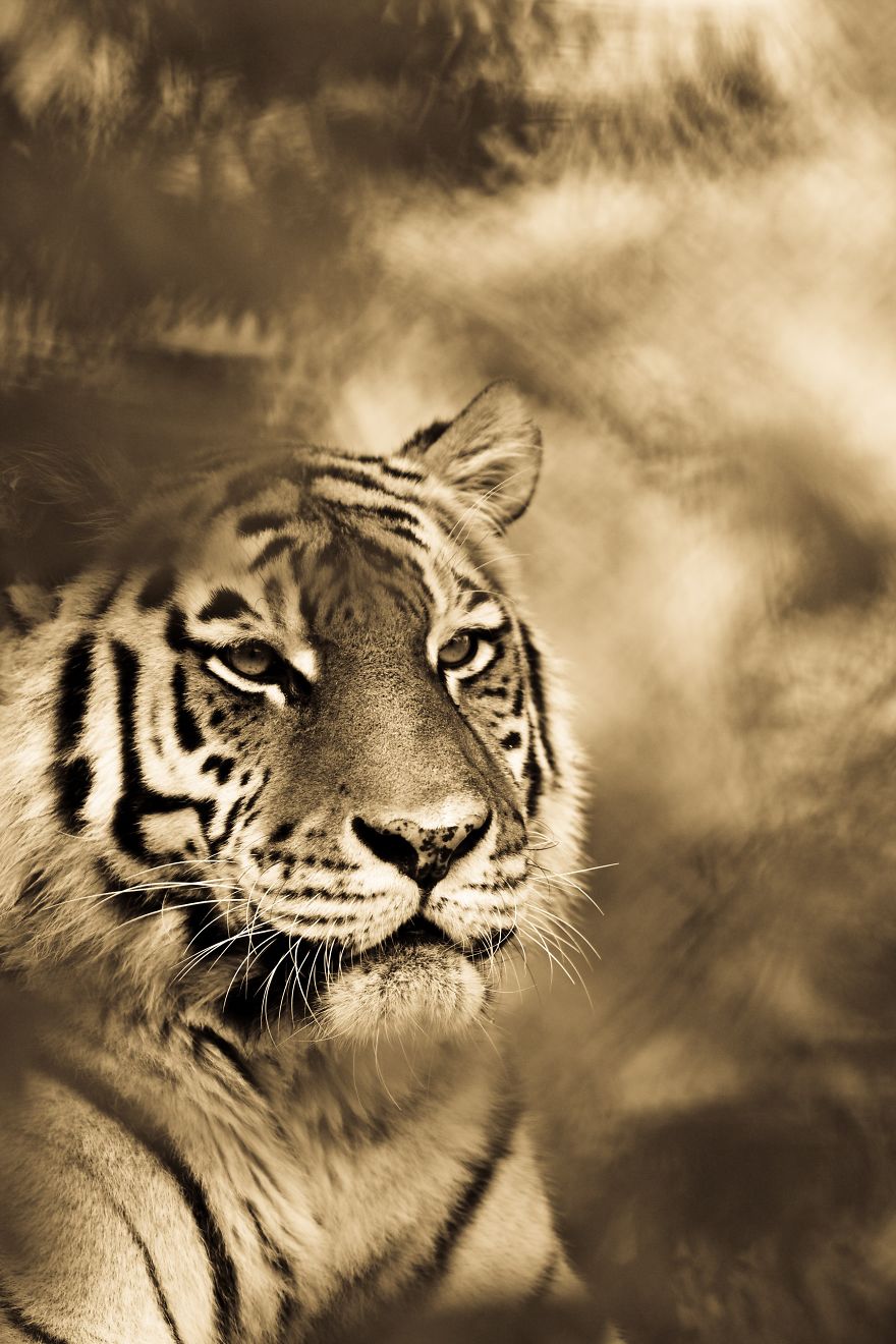 big-cats-ive-spent-10-years-photographing-these-wild-and-loving-creatures-12__880