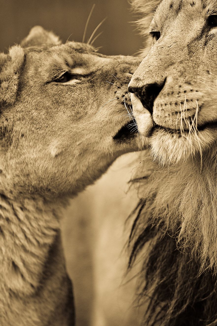 big-cats-ive-spent-10-years-photographing-these-wild-and-loving-creatures-2__880
